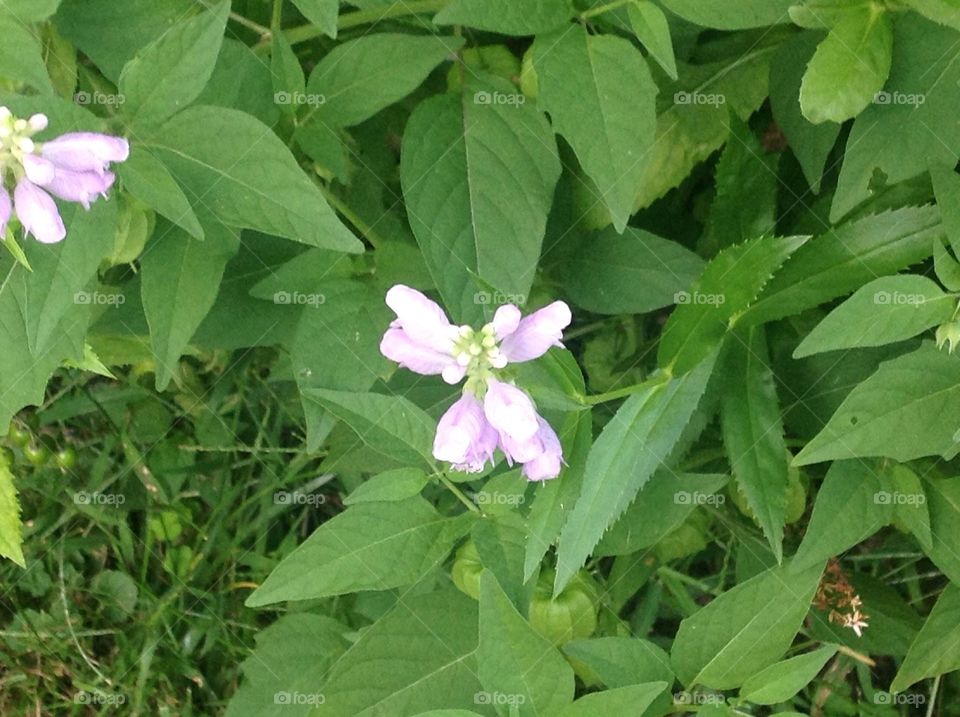 Pastel flower