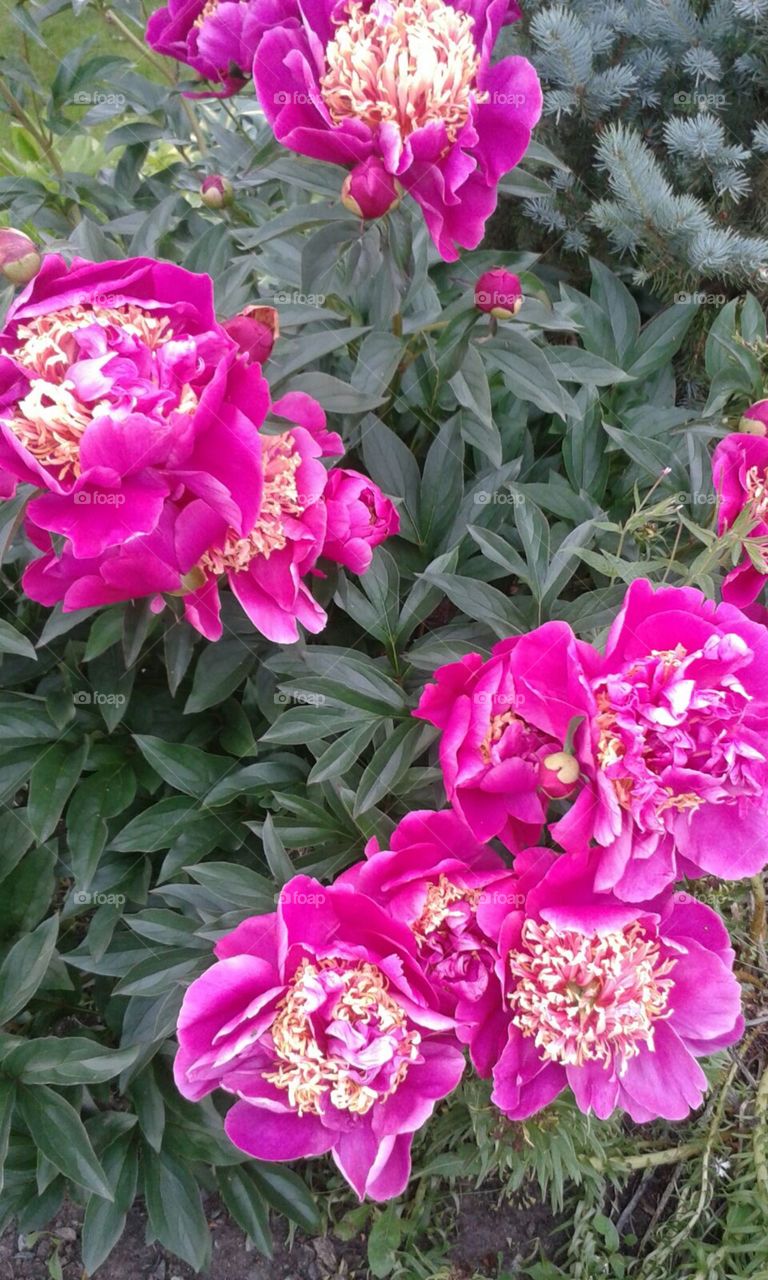 Peony "sword dance"