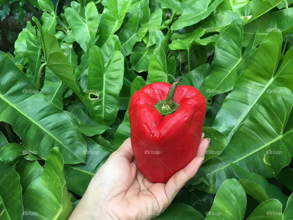 Red bell pepper on hand