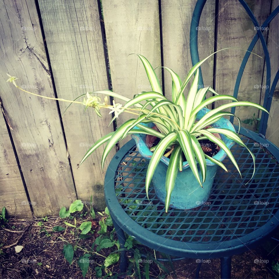 Spider plant babies 