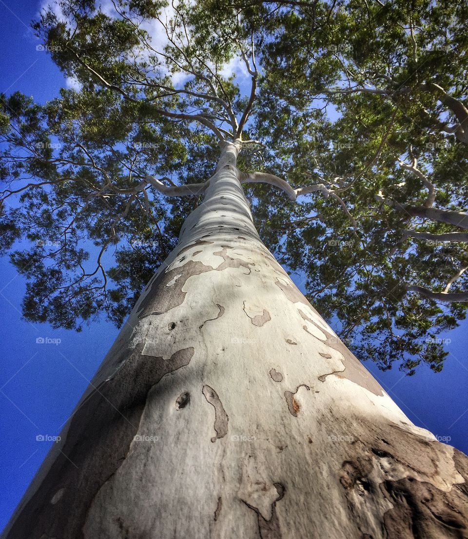 Eucalyptus tree