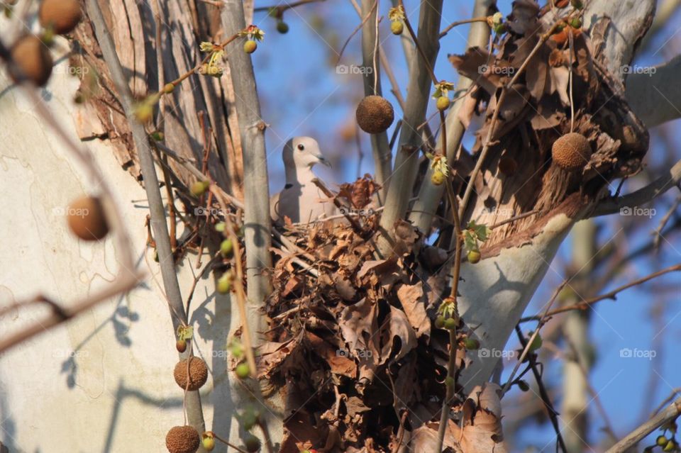 Dove Nesting