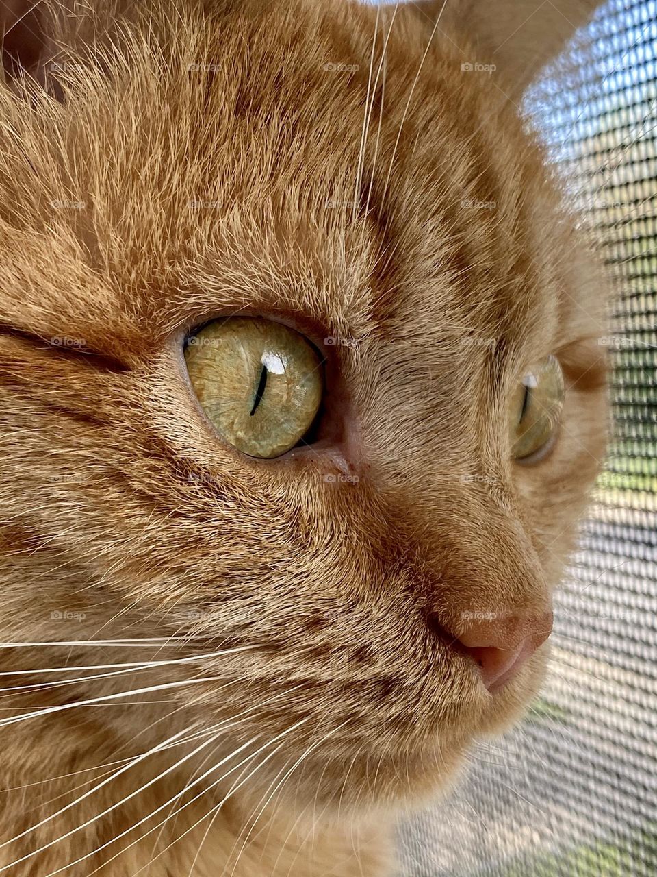An orange tabby cat looking out a window
