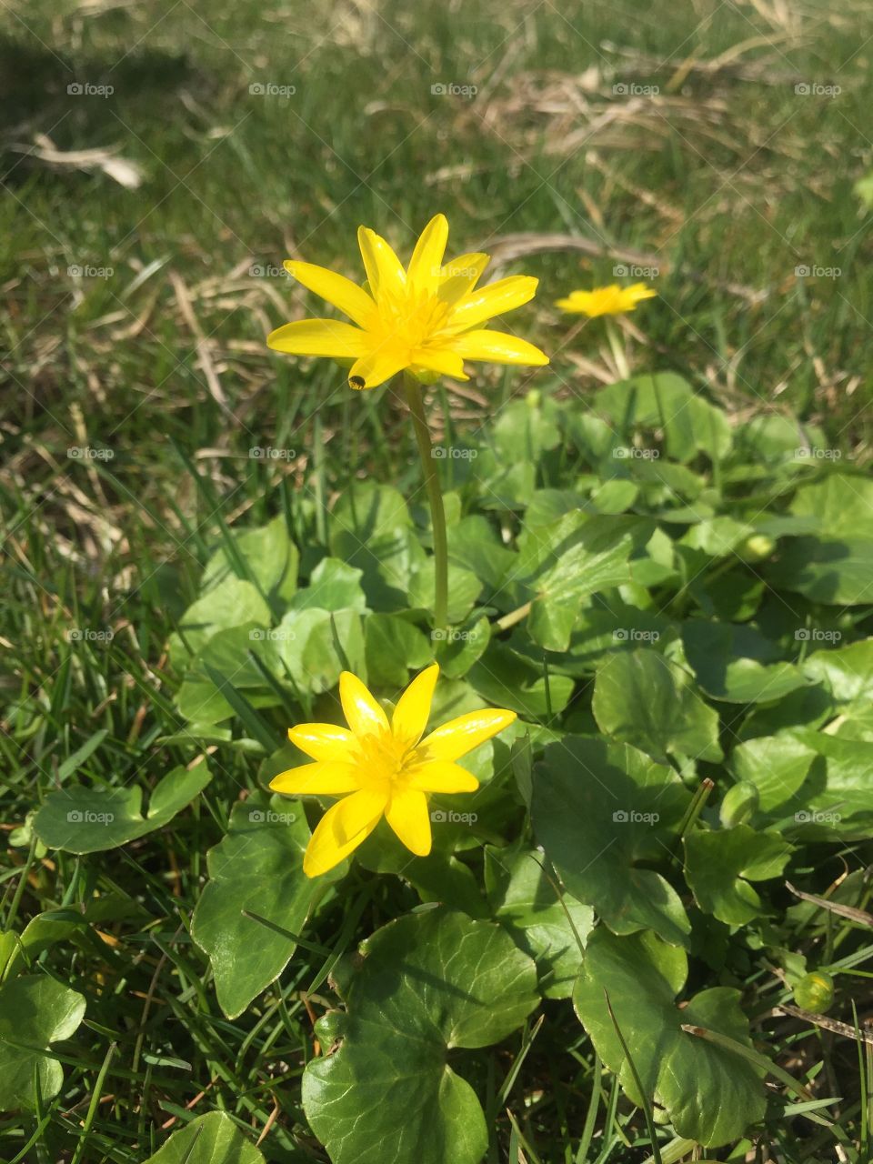 Yellow flowers in a grass and a small insect