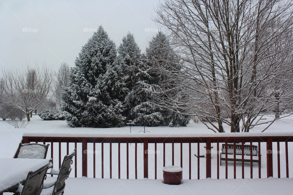 Beautiful winter trees with lots of snow everywhere, giving you a very cozy feeling to look at all of the snow on the ground and the trees. 