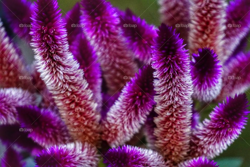 Purple Plants