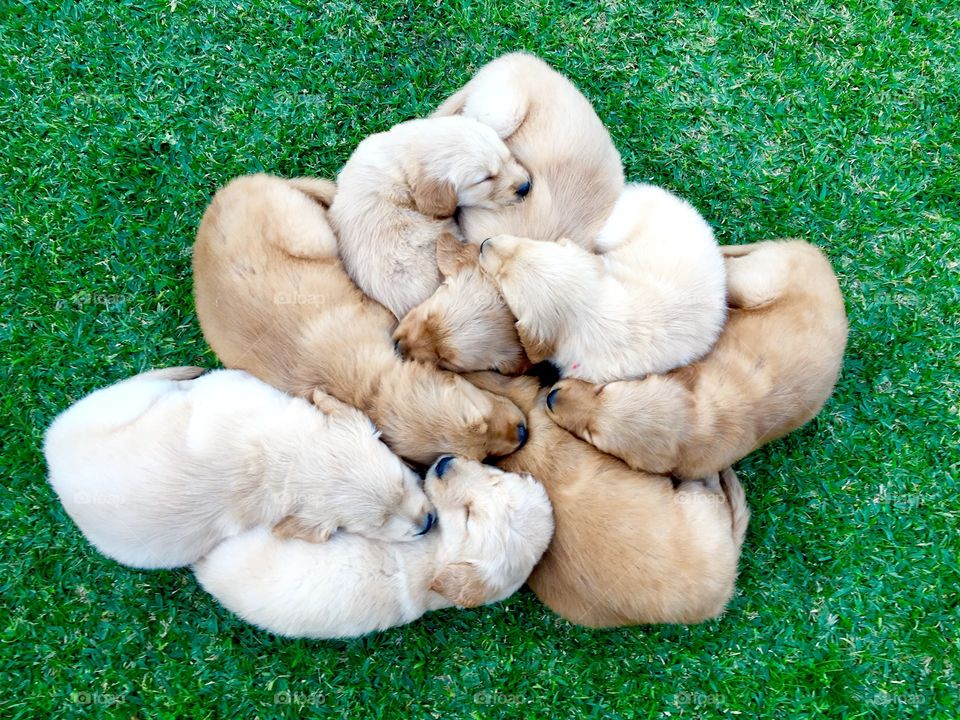 Elevated view of puppies sleeping on grass