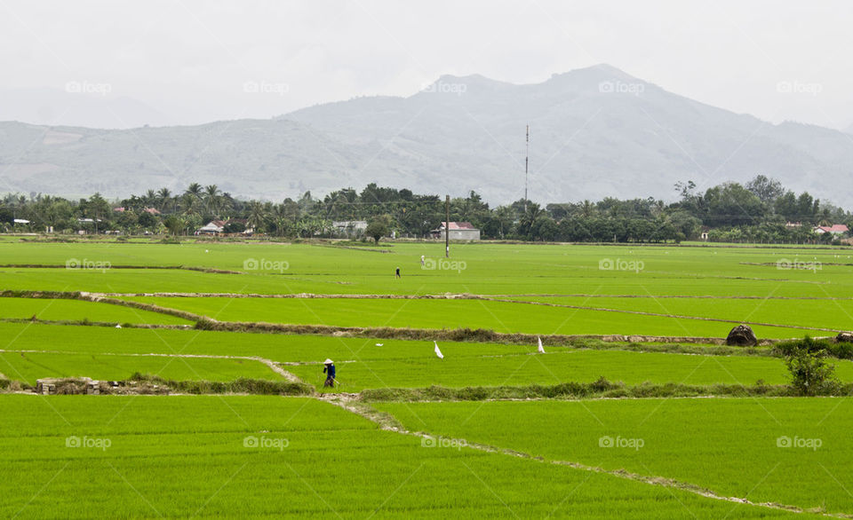 Vietnam rice fields 