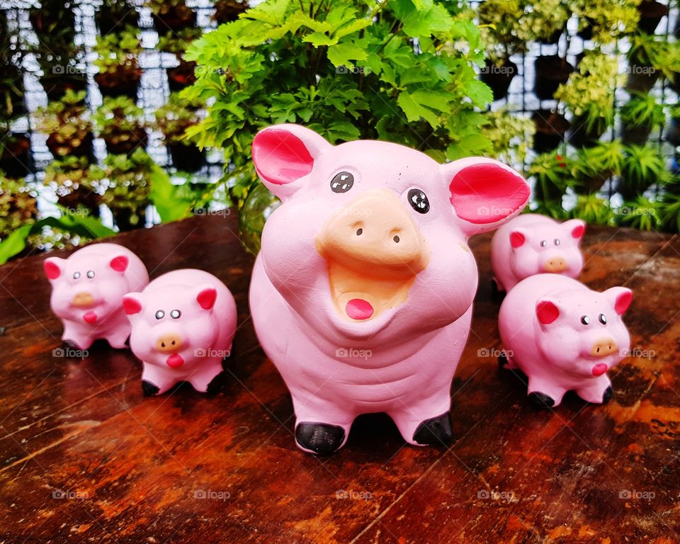 Pink pig family
