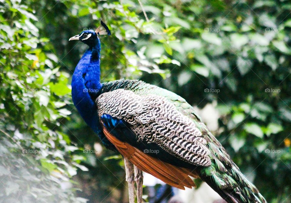 Peacock