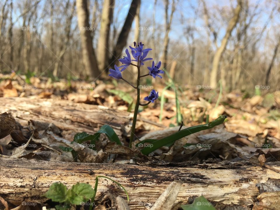 a little purple in the forest