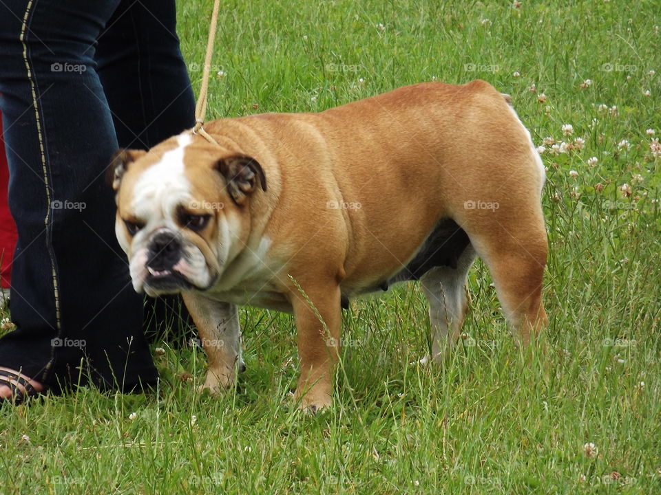 little brown dog