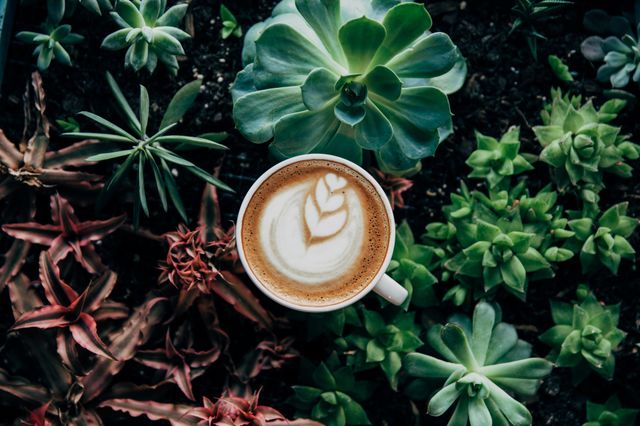 Café en plantas