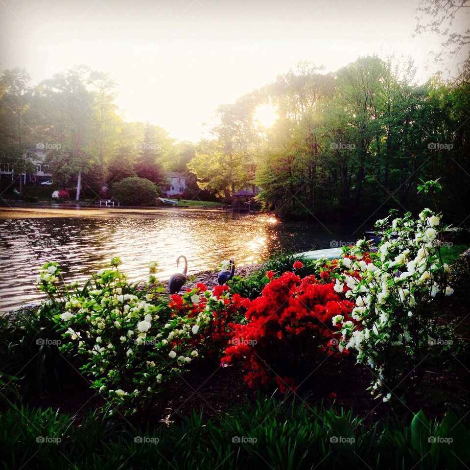 Spring flowers at sunset