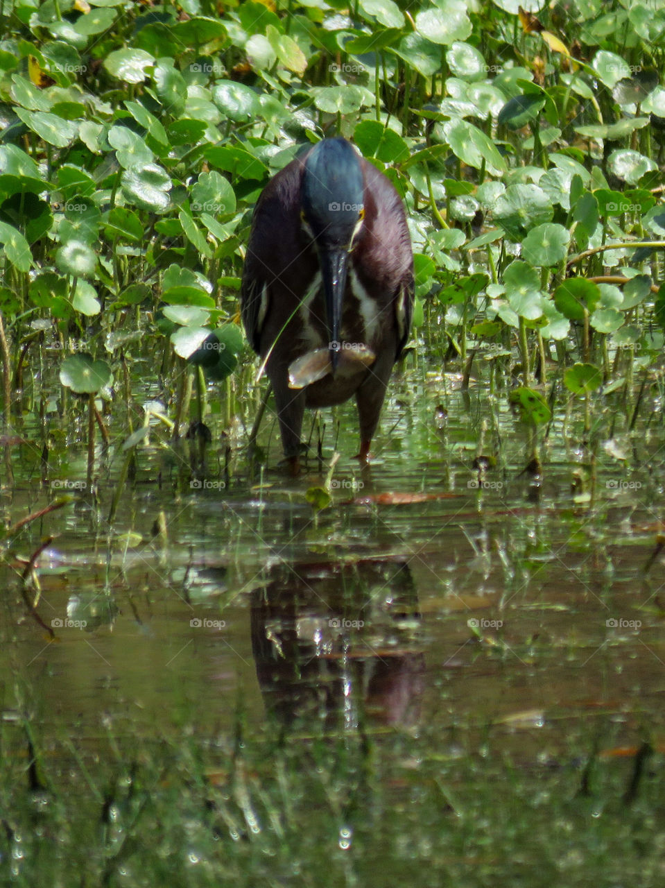green heron