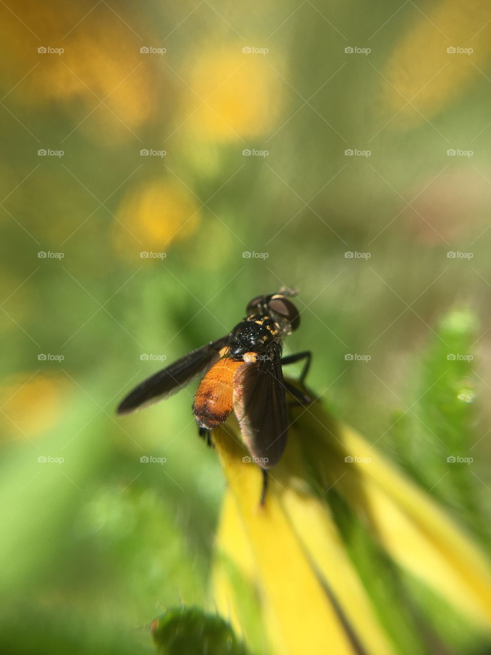 Orange fly