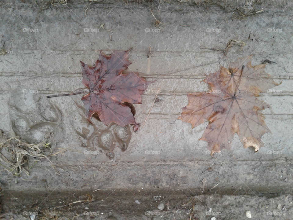 leaves and dog footprints