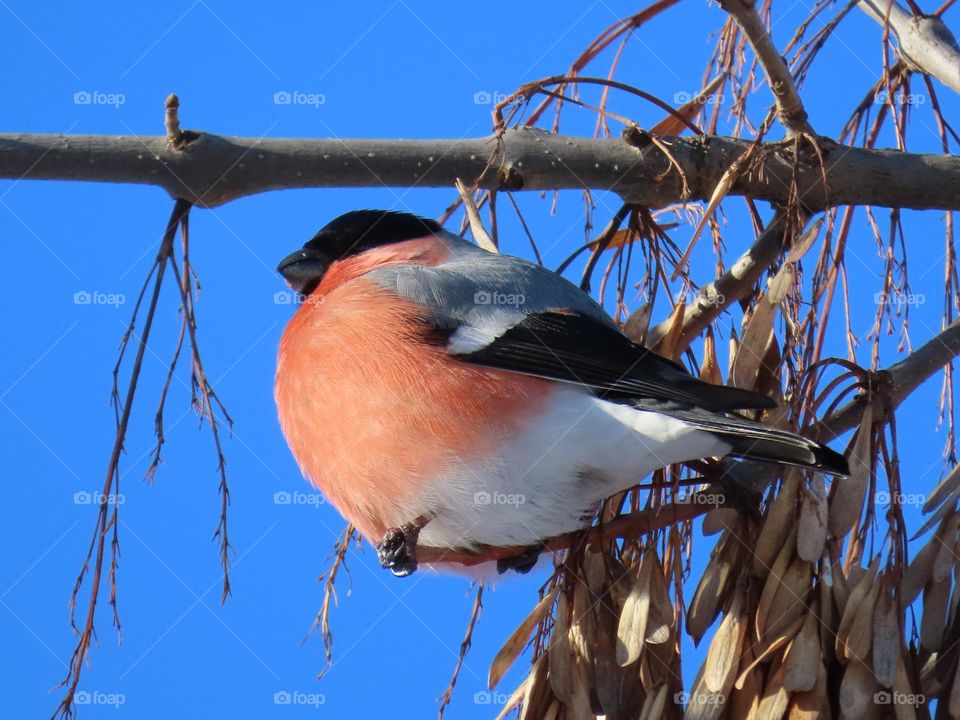 Bullfinch