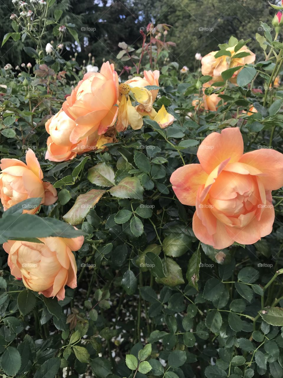 Peach roses at Kew Garden 