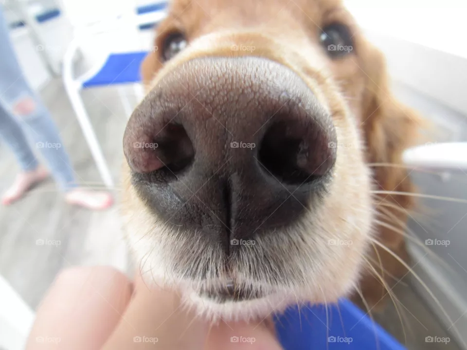 puppy love 