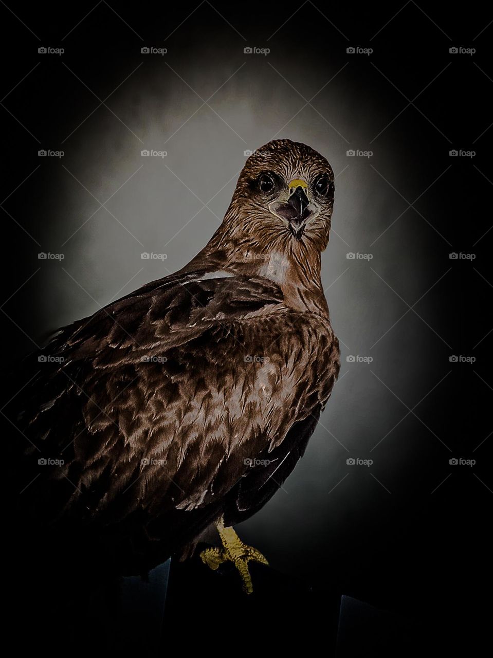 Don't quack like a duck, soar like an eagle.🔥