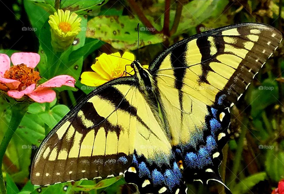 A moment in time with a "cooperative" butterfly