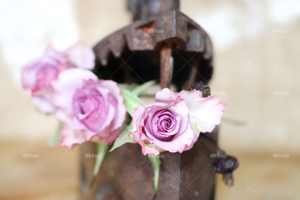 Flower, Rose, Wedding, Love, Romance