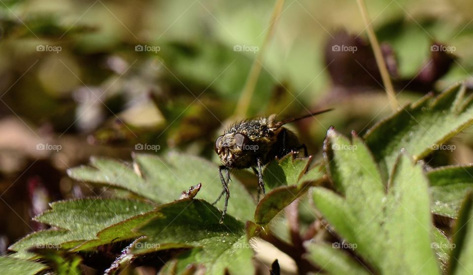 Macro fly 