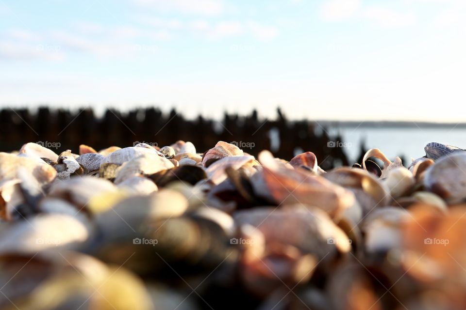 Close-up of sea shells in sunlight