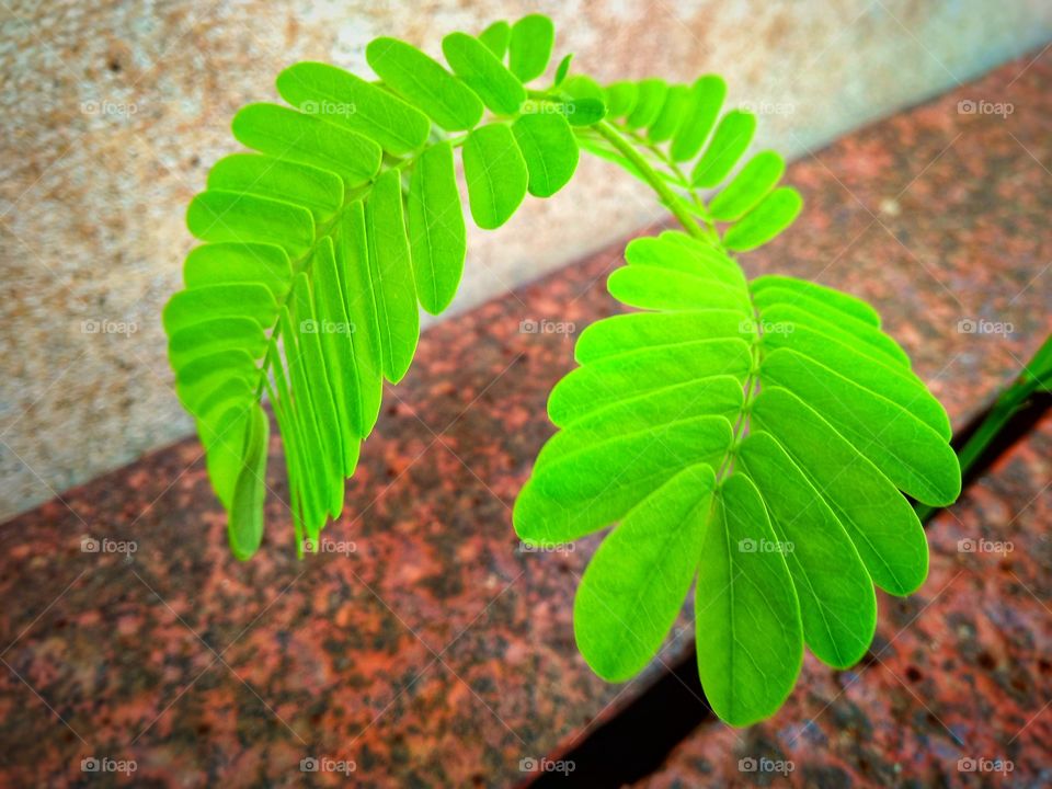 Green leaves