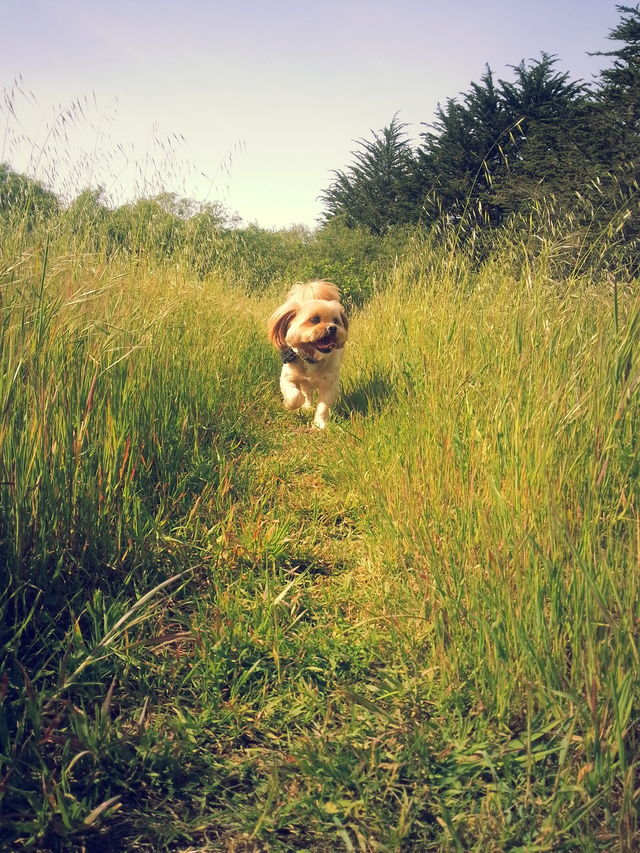 falcor in the green 