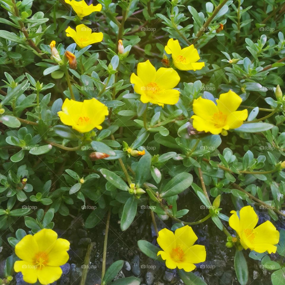 yellow flowers