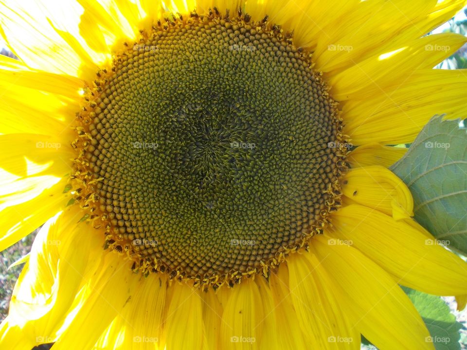 Happy Sunflowers 