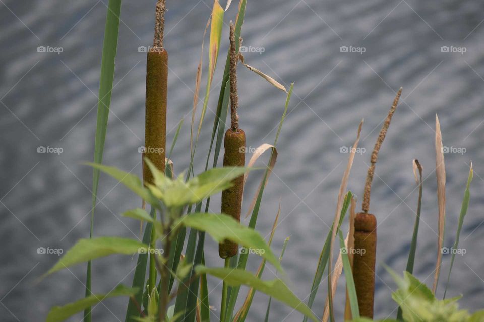 Cattails