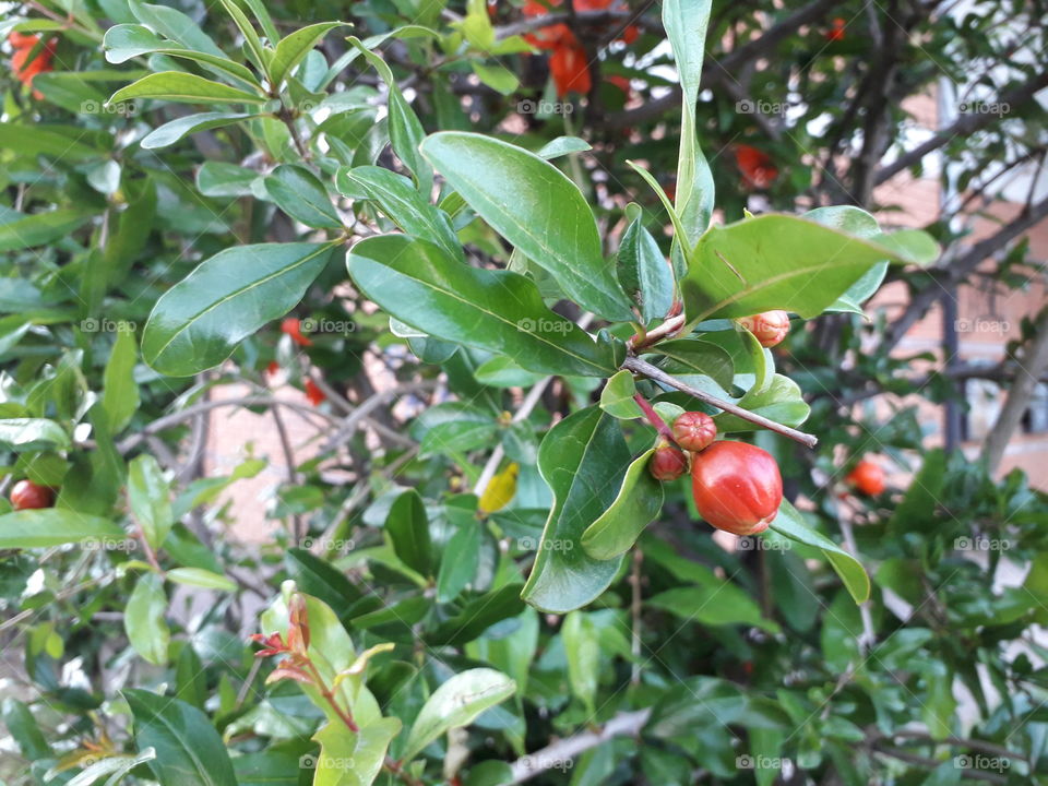 Nice photo that I took today, too. There are interesting, red berries and green leafs. How do you like this pic?