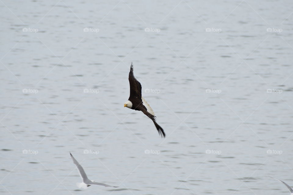 bald eagle