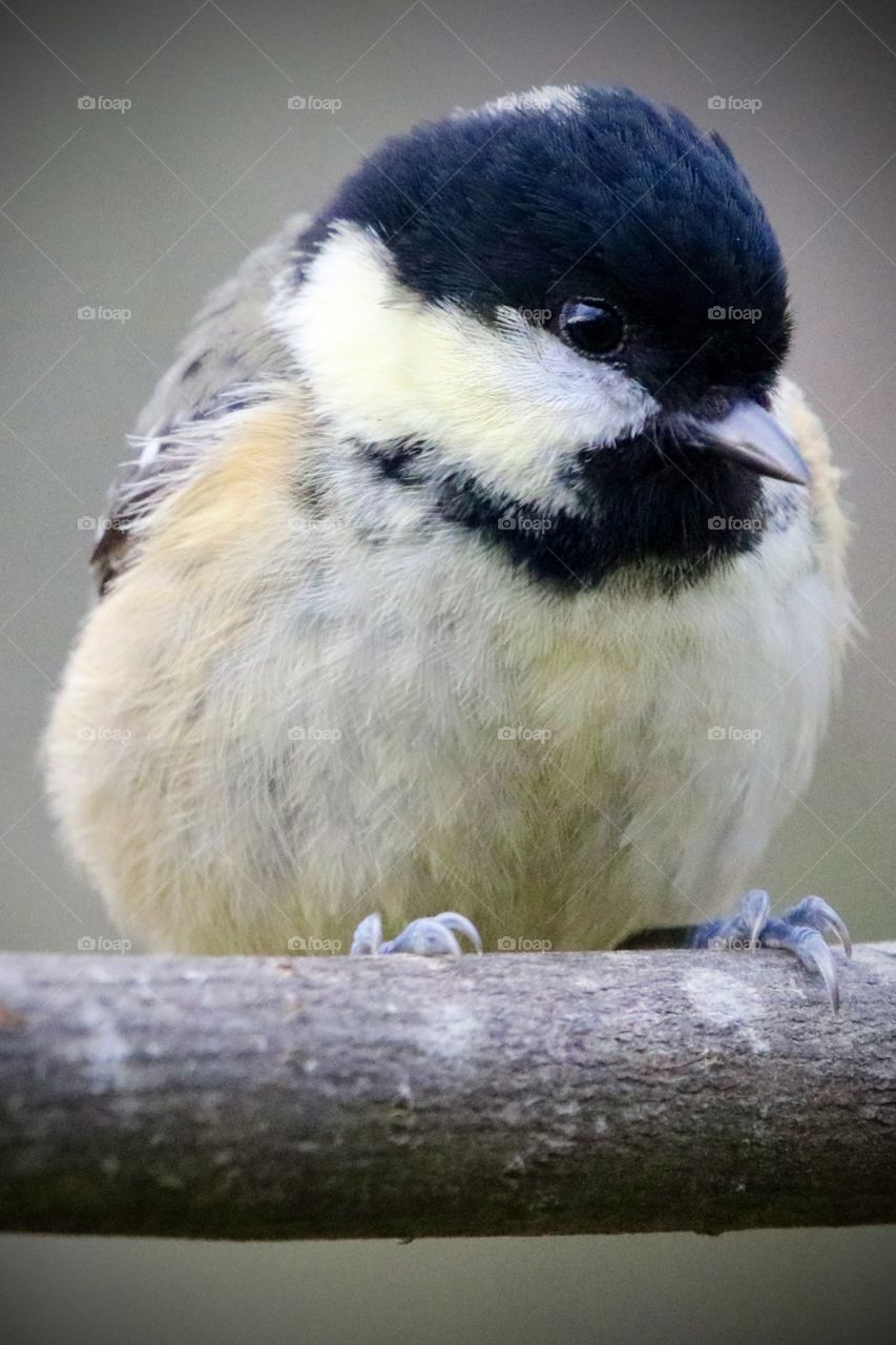 Coal tit