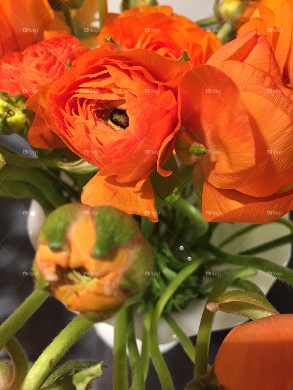 Close-up of poppy flower