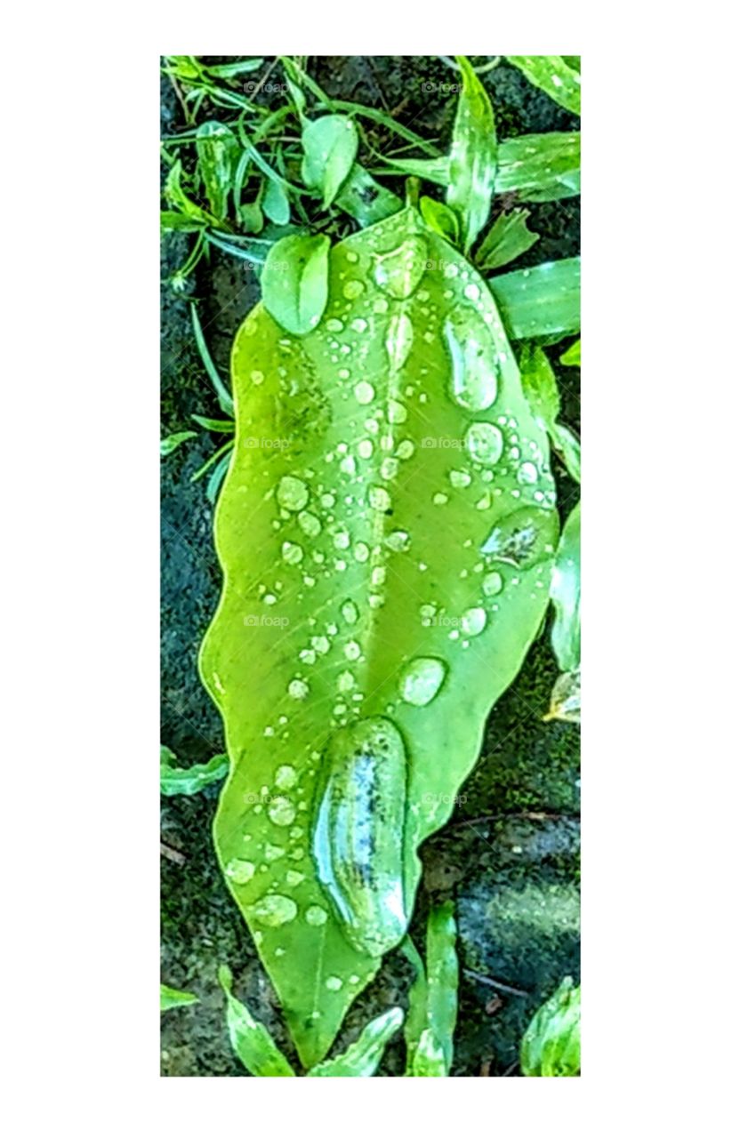 A fresh green leaf with beautiful dews, maybe after morning rain.