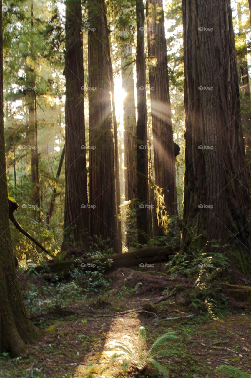 Sunny redwoods 