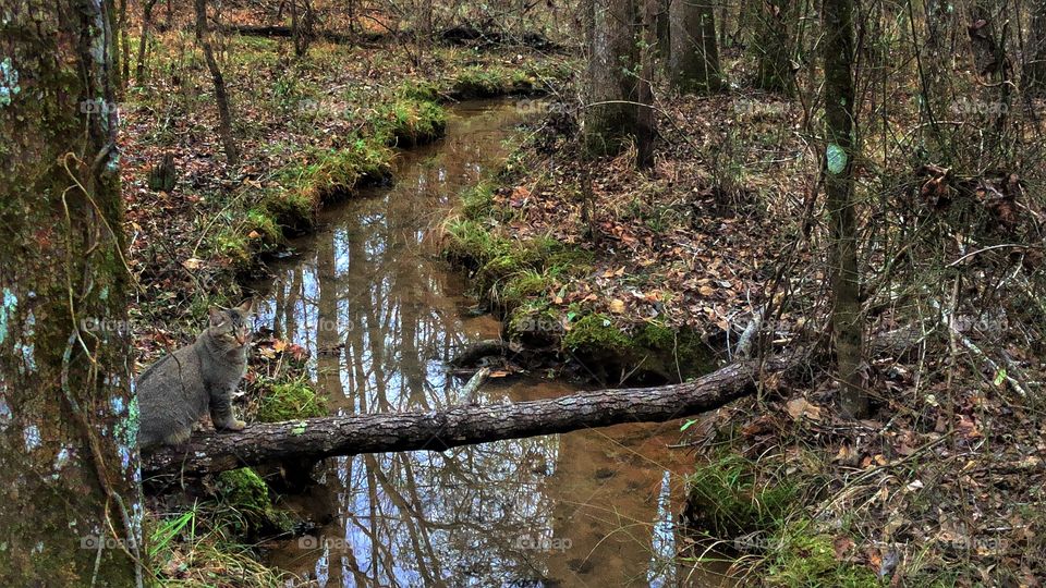 Cat By Stream