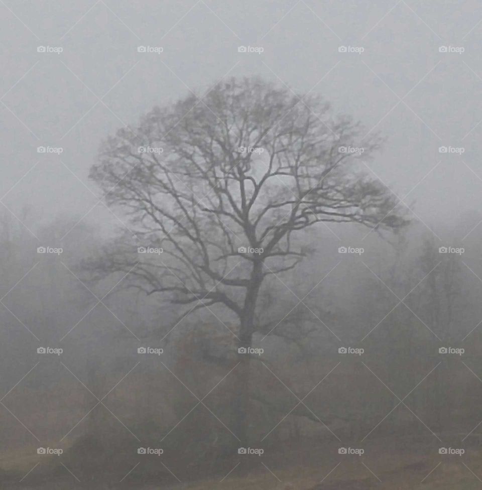 old oak in fog