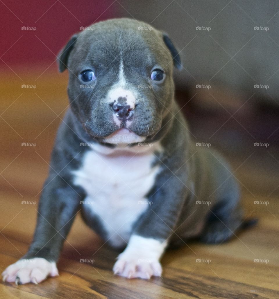 Puppy portrait. Puppy Posing 