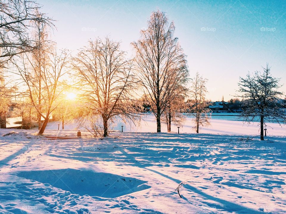 Tree, Winter, Snow, Landscape, Nature