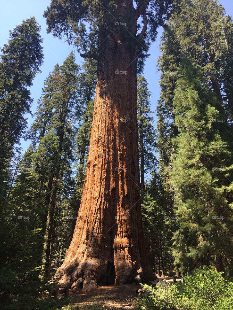 Sequoias