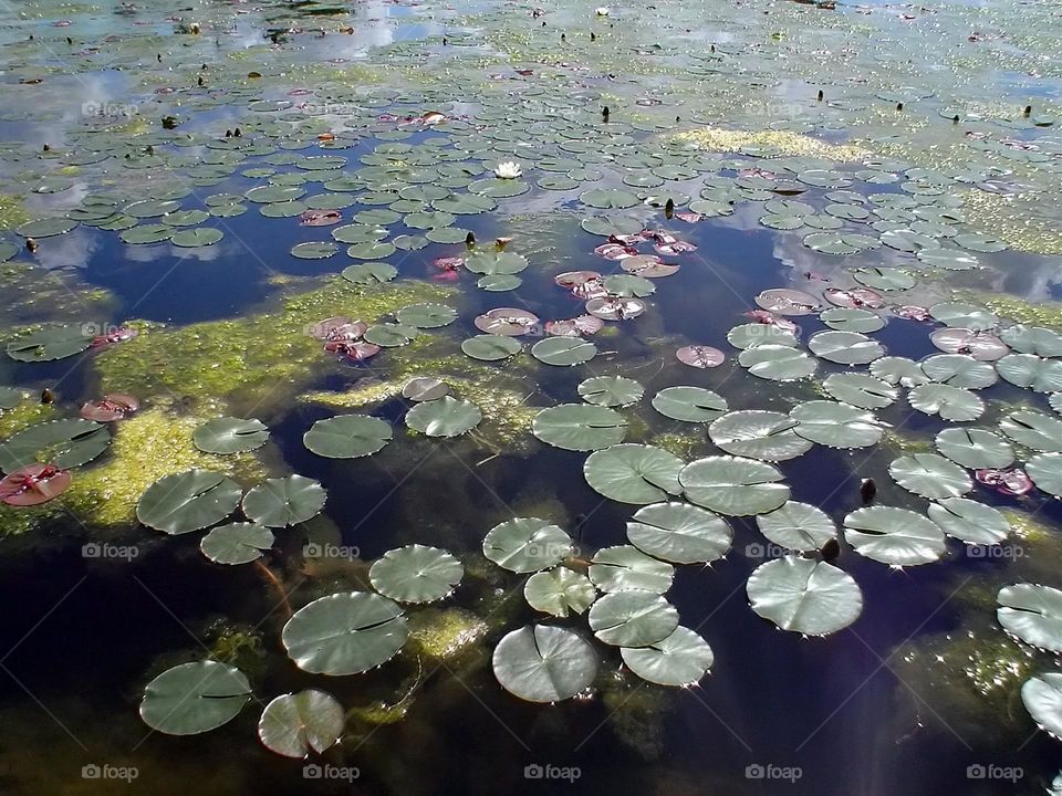 pond