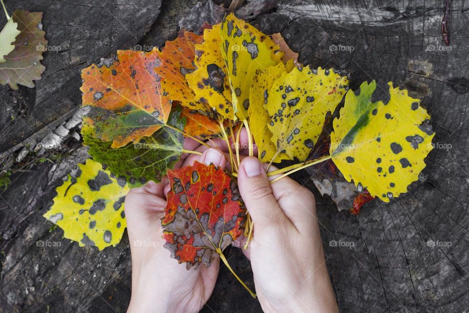 Hands hold fallen leaves