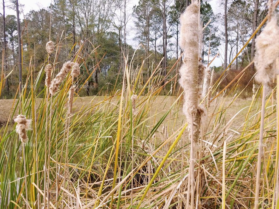 cattails