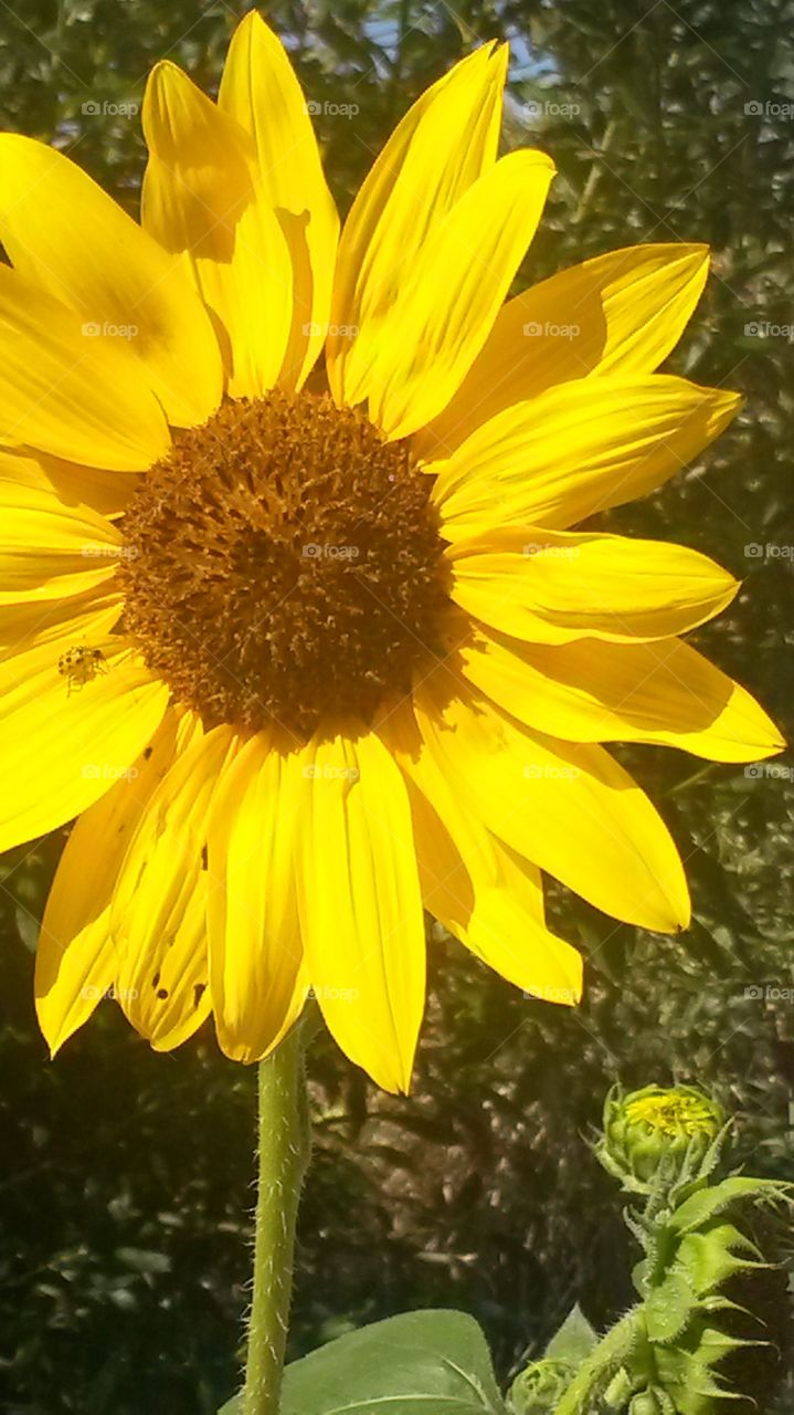Sunflower