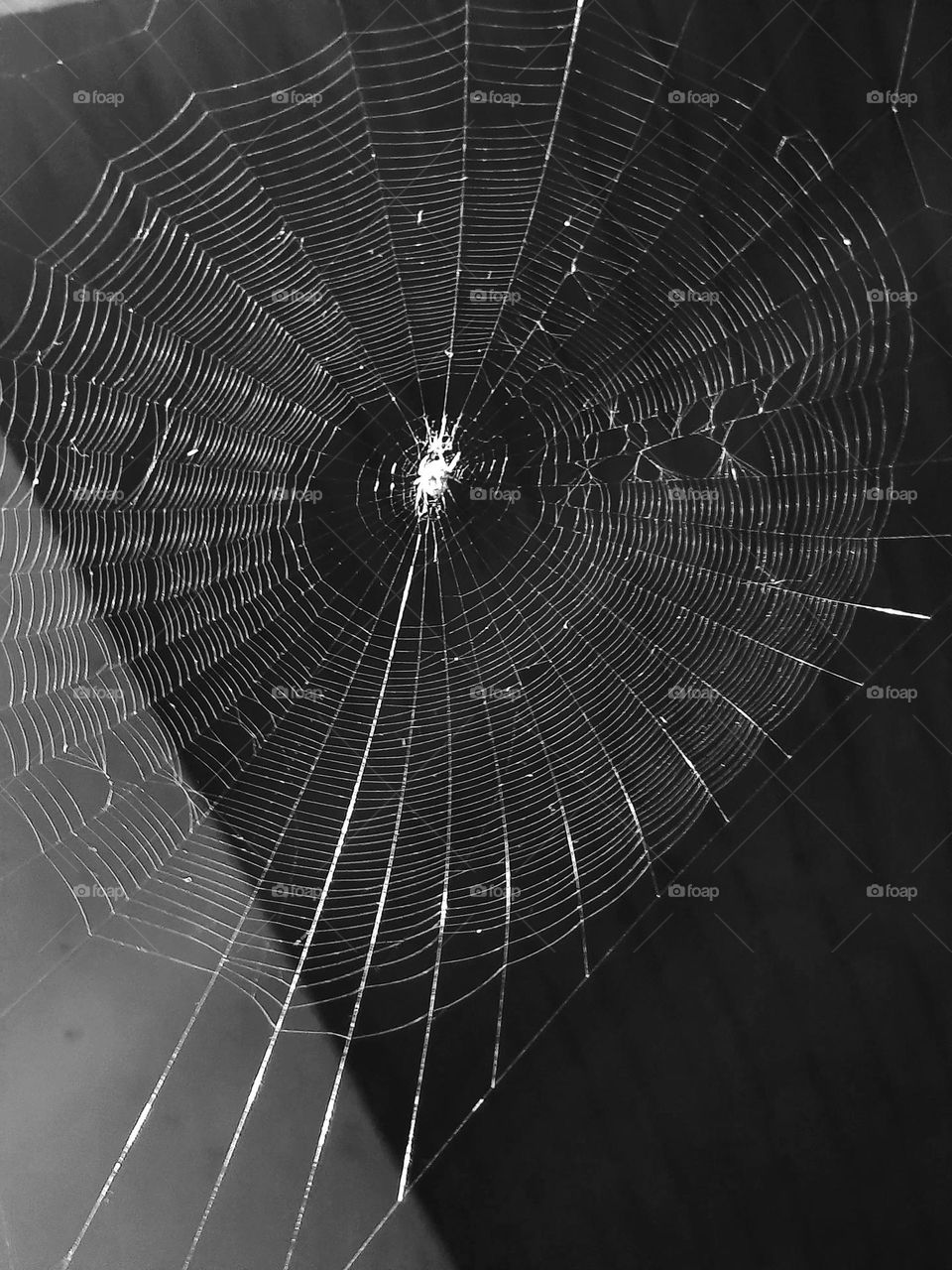 spider in the middle of spider web